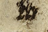 Petrified Palmwood (Palmoxylon) Slab - Louisiana #382205-1